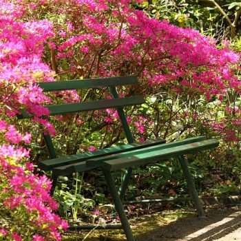 ławka w ogrodzie kwiaty