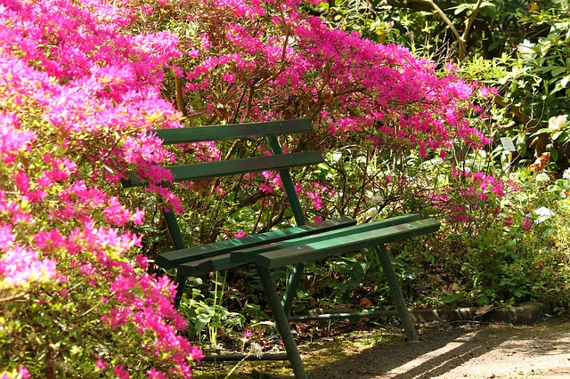 ławka w ogrodzie kwiaty